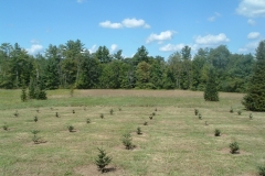 A-new-block-of-Fraser-Fir-Christmas-trees-ready-in-7-to-8-years