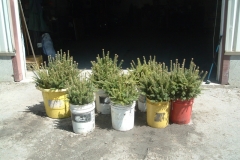 Frasier-fir-transplants-ready-for-planting