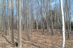 A-healthy-forest-stand-after-we-thinned-out-poor-quality-trees