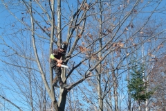 Certified-Arborist-Scott-Davis-pruning-a-young-oak