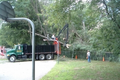 Cleaning-up-blown-over-trees