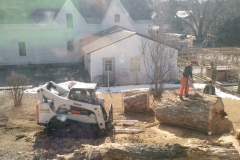 Removing a very large maple
