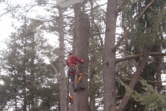 Removing-a-large-broken-white-pine
