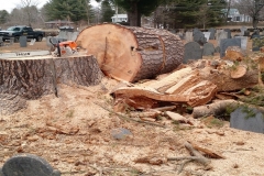 Large-Pine-Removal:-Union-Cemetery