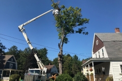Removing-a-hazard-tree