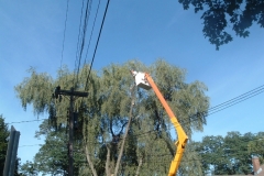 Taking-down-a-very-large-willow