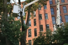 Tree-removal-at the-Common-Man-Restaurant