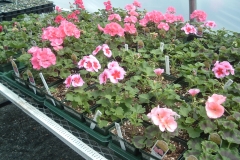 Geraniums flowering in early April