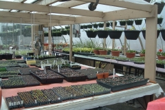 Early spring seeding