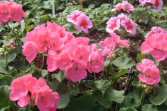 Geraniums in flower - beautiful color.