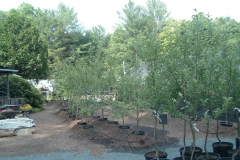 Nursery stock ready for sale