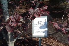 An unusual 'tricolor' beech