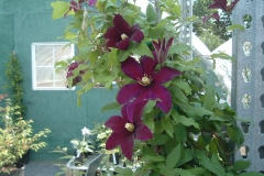 Clematis with very large flowers