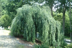 A weeping Katsura growing at the nursery.