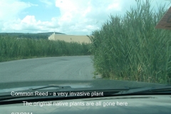 Common-Reed-removed-all-original-native-plants
