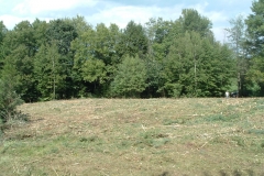 Heavy-invasive-plant-infestation-mowed-to-the-ground