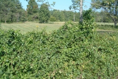 Solid-hedge-of-Oriental-Bitterswet-a-very-bad-invasive-vine