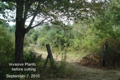 Starting-to-mow-field-loaded-with-invasive-plants