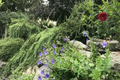 One of our older landscapes still doing well