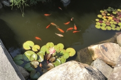 People enjoy watching goldfish