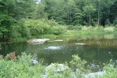 A large pond we built / plants / aeration
