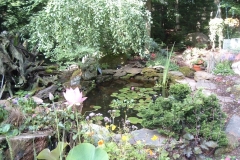 A six year old pool looking better every year